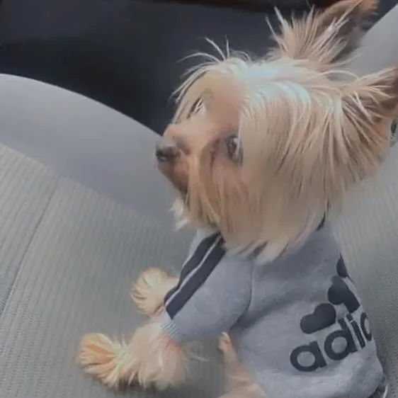 A senior small-sized male Yorkshire Terrier dog named Yaga for adoption in Tunkhannock, PA