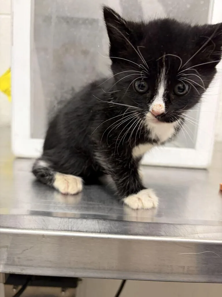 A baby medium-sized male Domestic Short Hair cat named Fish for adoption in Fruit Heights, UT