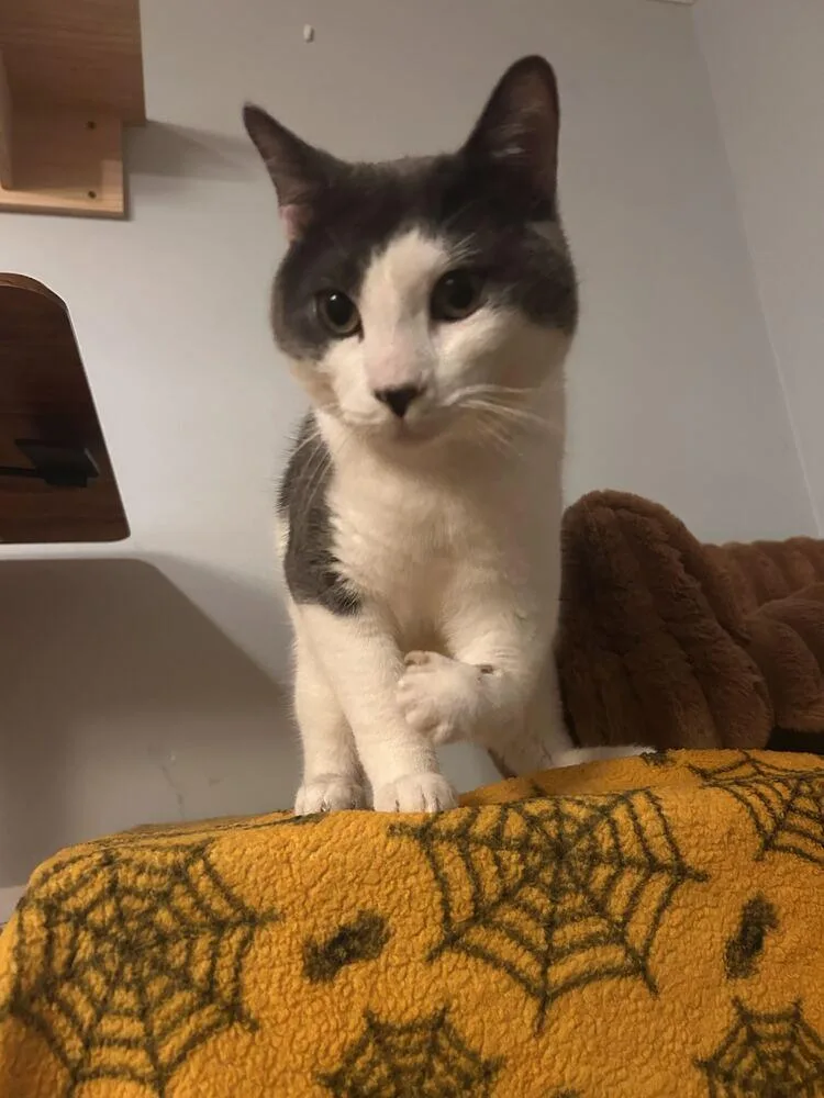 An adult medium-sized male Gray & White Domestic Short Hair cat named Gilbert for adoption in Milltown, NJ