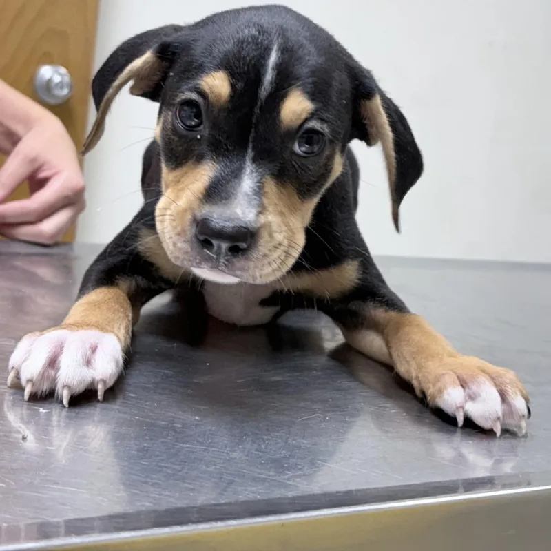A baby small-sized male Black Rottweiler dog named Ace for adoption in Tyler, TX