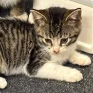 A baby small-sized female Domestic Short Hair cat named Audrey Hepburn for adoption in Cumming, GA