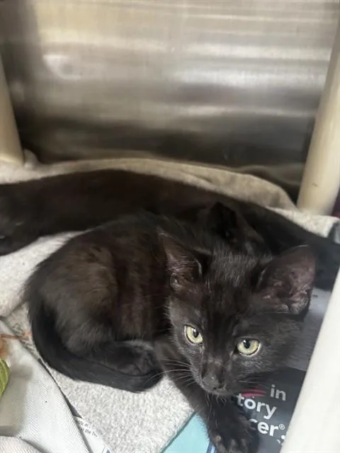 A baby small-sized male Domestic Medium Hair cat named Weasel for adoption in Alameda, CA