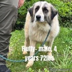 An adult large-sized male White / Cream Great Pyrenees dog named Fluffy for adoption in Alexandria, VA