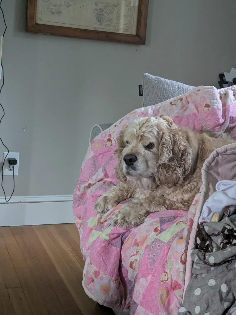 An adult medium-sized male Apricot / Beige Cocker Spaniel dog named Bentley for adoption in Greenfield, NH