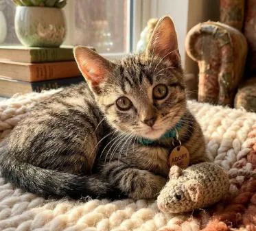 A baby small-sized male American Shorthair cat named Tiger for adoption in Union City, NJ