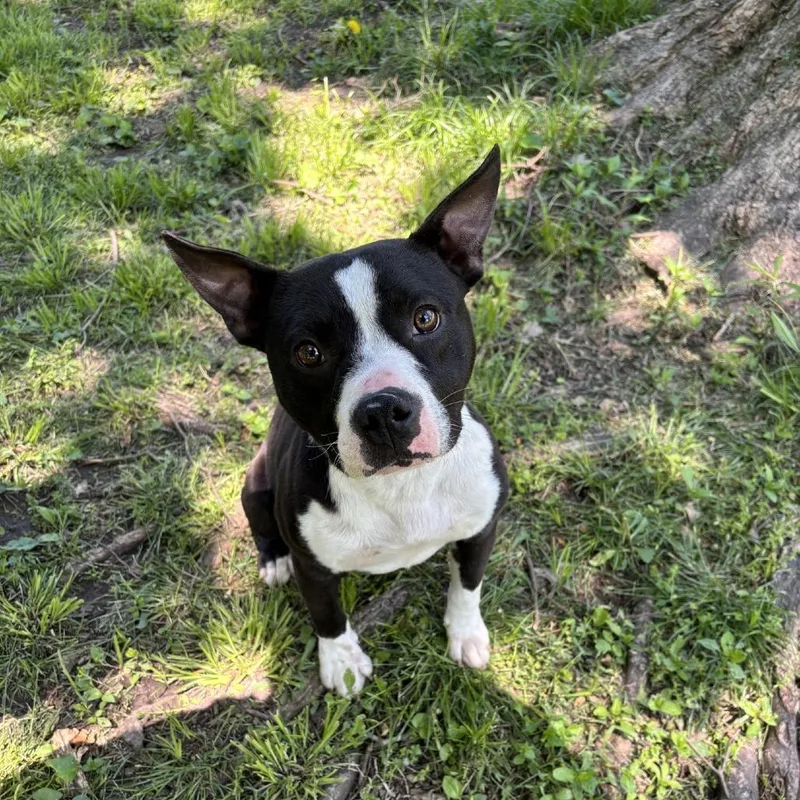 A young medium-sized female Black Pit Bull Terrier dog named Gertie for adoption in Kansas City, MO
