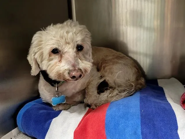 An adult small-sized male Mixed Breed dog named Coco for adoption in Van Nuys, CA