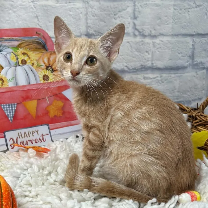 A baby small-sized male Orange / Red Domestic Short Hair cat named Sparky for adoption in Harrisonburg, VA