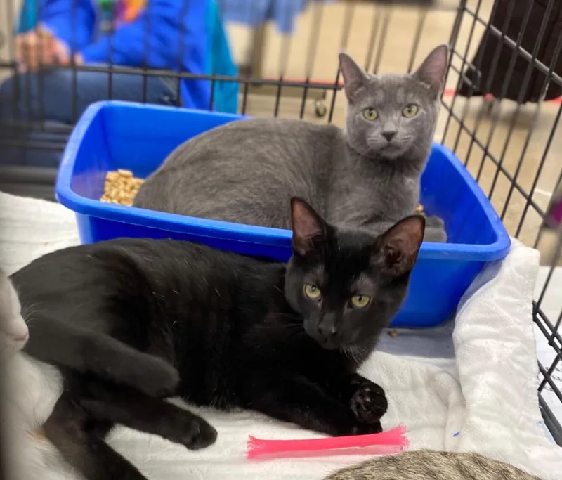 Chanterelle thumbnail 2