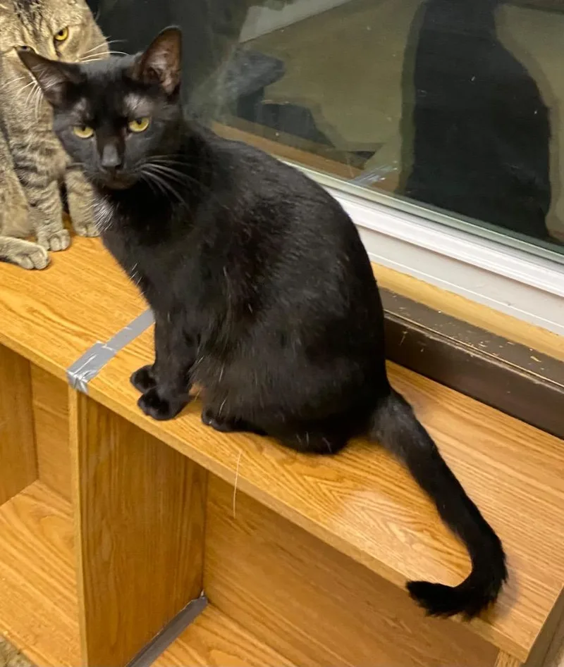 Chanterelle thumbnail 4