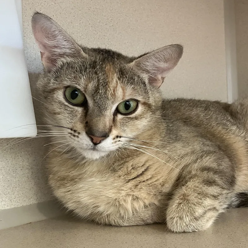 A young medium-sized female Dilute Tortoiseshell Domestic Short Hair cat named Sophia for adoption in Eatontown, NJ