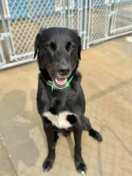 A young medium-sized male Labrador Retriever dog named Larry for adoption in Aberdeen, SD
