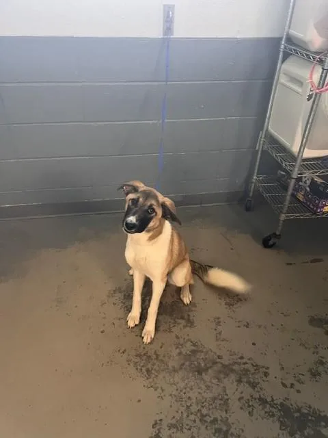 A young medium-sized female German Shepherd Dog dog named Hazel for adoption in Tallahassee, FL