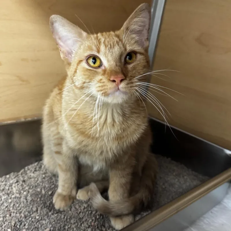 A young medium-sized male Orange / Red Domestic Short Hair cat named Bagel Bite for adoption in Brookfield, WI