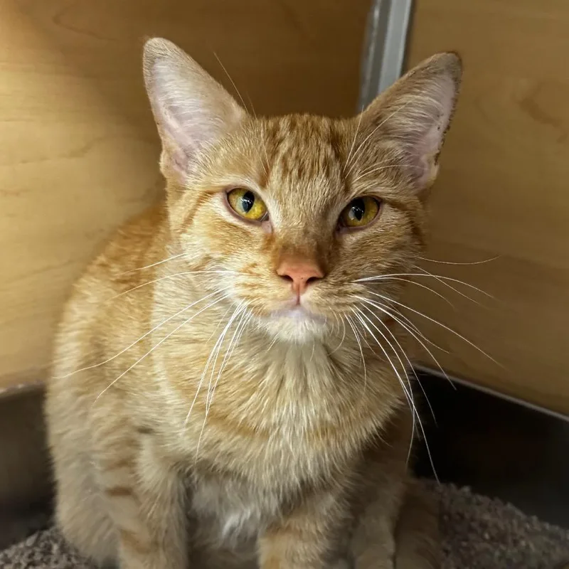 Bagel Bite thumbnail 2