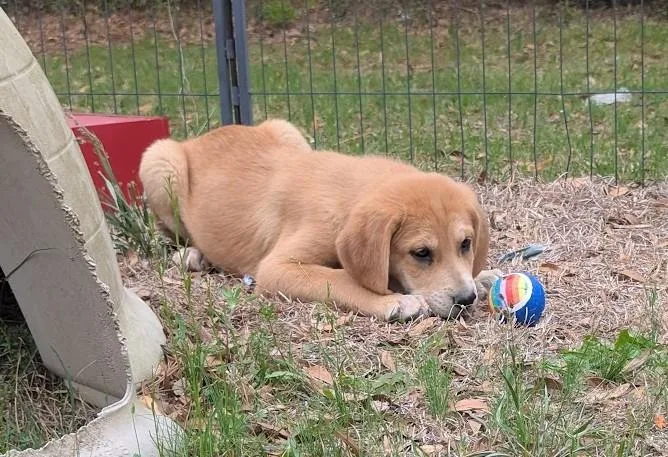 Scout Finch thumbnail 2