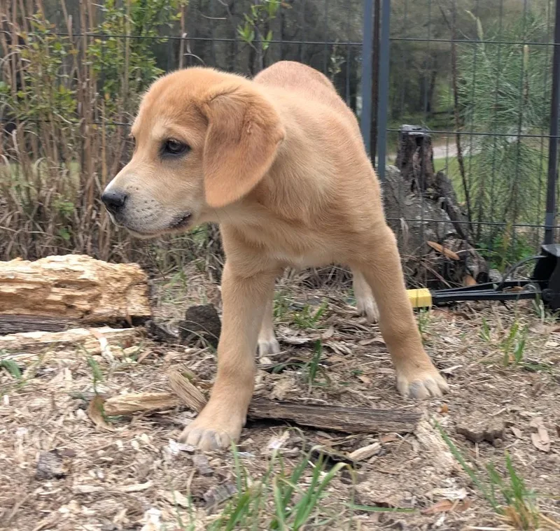 Scout Finch thumbnail 3