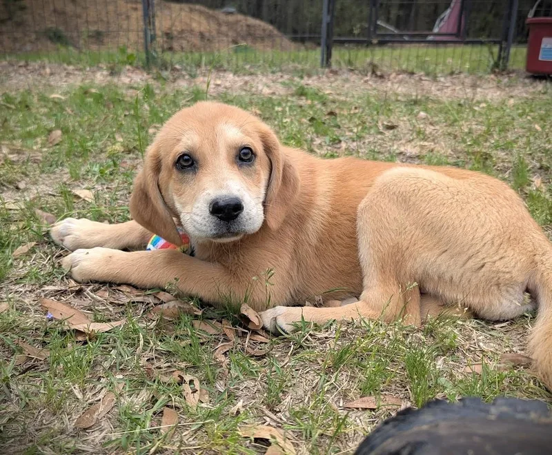 Scout Finch thumbnail 4