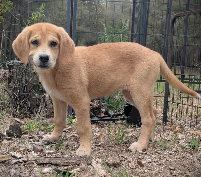 Scout Finch thumbnail 5