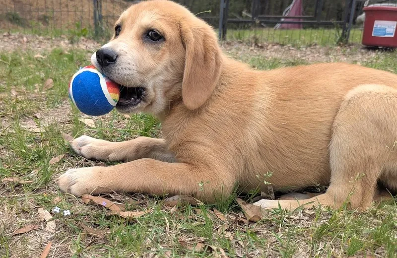 Scout Finch thumbnail 6