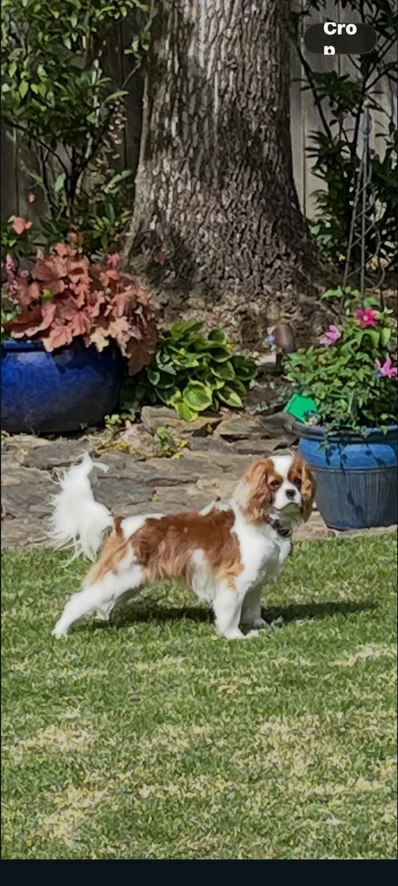 Daisy