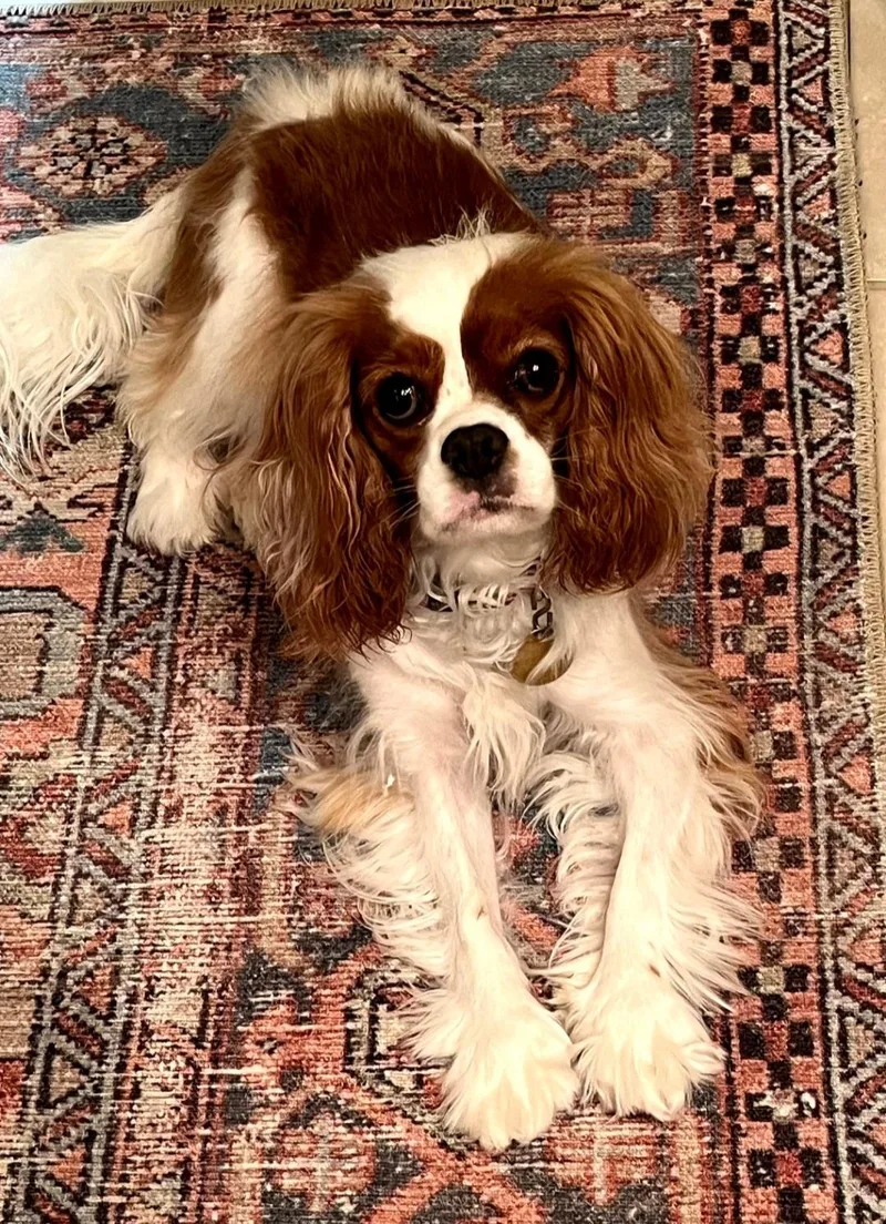 Daisy thumbnail 2