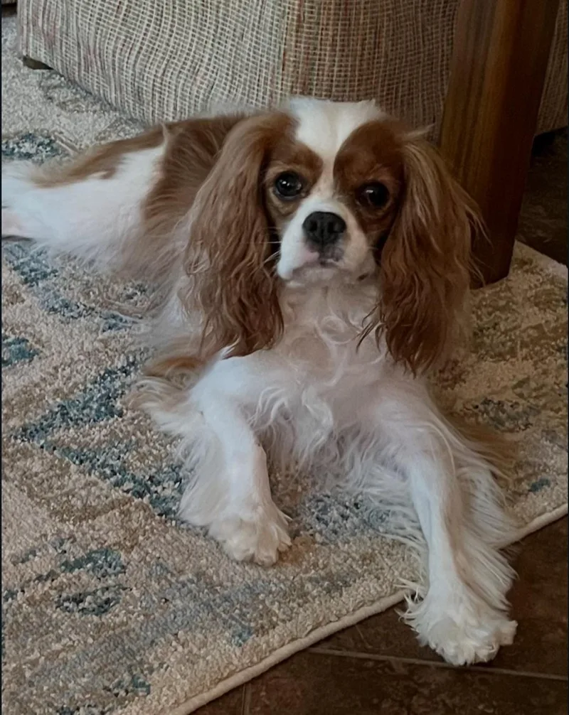 Daisy thumbnail 3