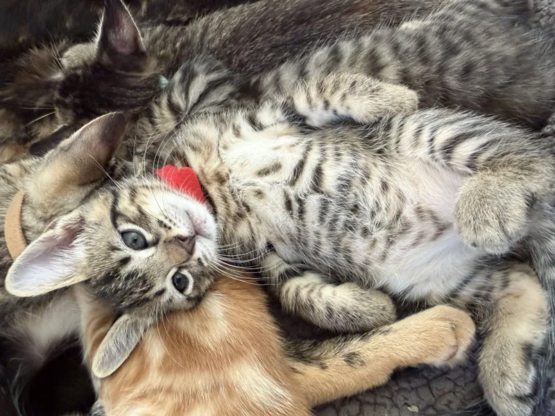 A baby medium-sized male Tabby (Brown / Chocolate) Domestic Short Hair cat named Coyote for adoption in Bryan, TX