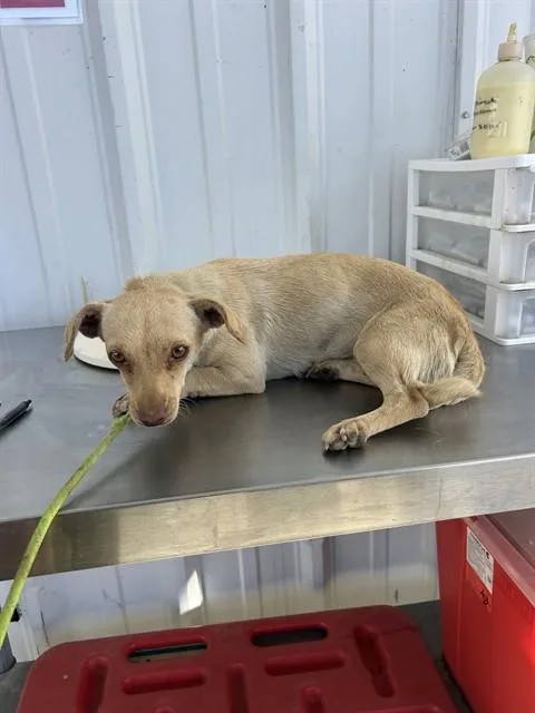 A young small-sized female Chihuahua dog named Shell for adoption in Bakersfield, CA