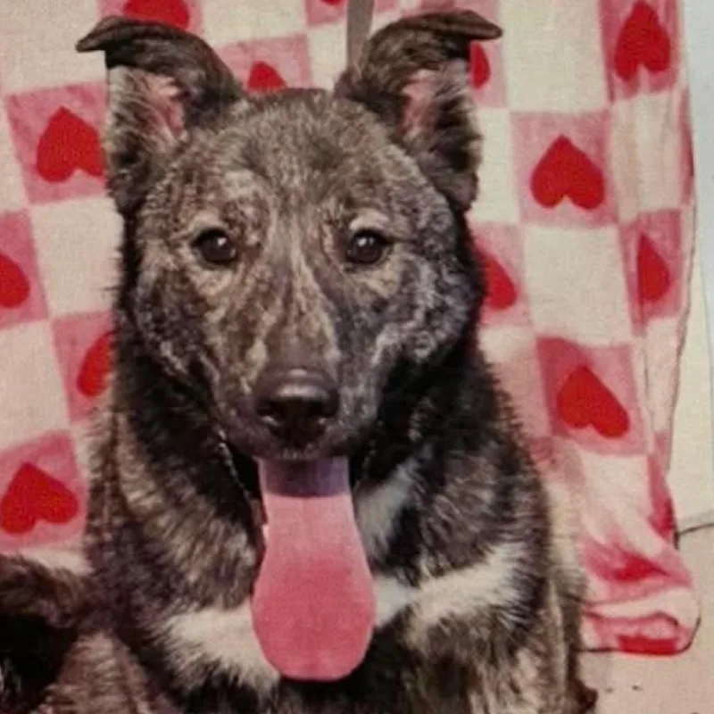 An adult large-sized female Brindle Husky dog named Thunder for adoption in Carlin, NV