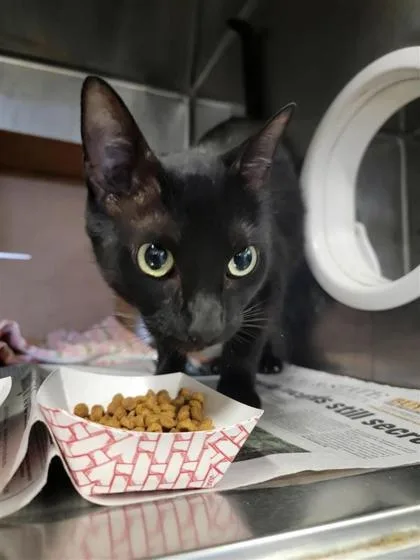 An adult large-sized female Domestic Short Hair cat named Donna for adoption in Largo, FL