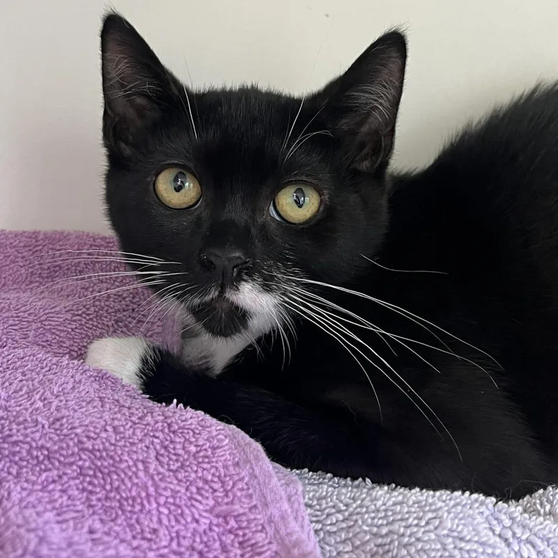 A baby small-sized male Black Domestic Short Hair cat named Ziti for adoption in Newark, NJ