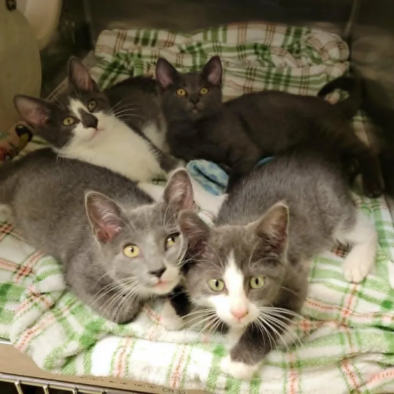 A baby small-sized female Gray / Blue / Silver Domestic Short Hair cat named Dragonfly for adoption in Columbia, MO
