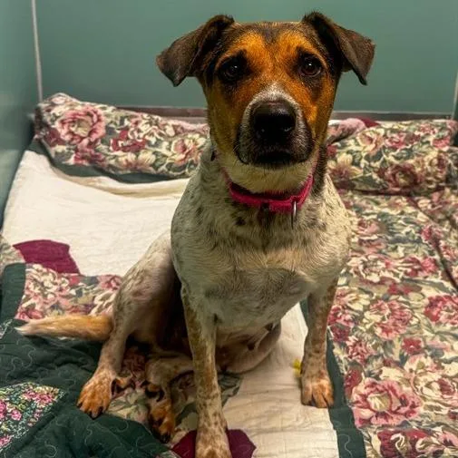 An adult medium-sized female White / Cream Mixed Breed dog named Annie for adoption in Winston-Salem, NC
