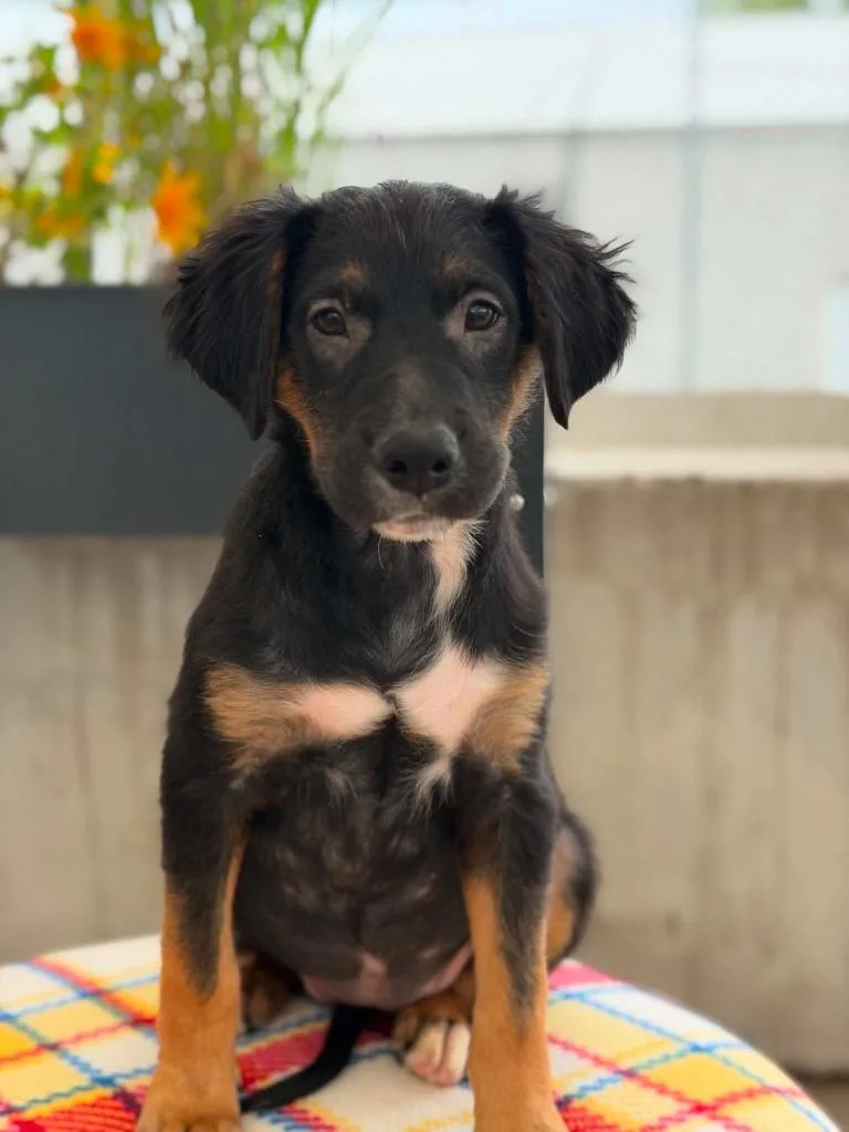 A baby medium-sized female Mixed Breed dog named Toy Story Litter  for adoption in Savage, MN