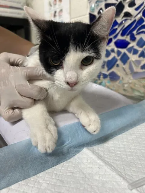 A young medium-sized female Domestic Short Hair cat named Florence Du Lac for adoption in Pensacola, FL