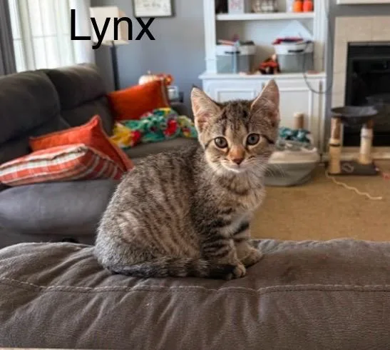 A baby medium-sized male Tabby (Brown / Chocolate) Tabby cat named Lynx for adoption in Wyandotte, MI