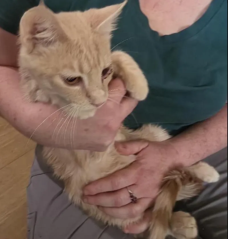 A baby medium-sized male Cream / Ivory Domestic Short Hair cat named Custard for adoption in Cincinnati, OH