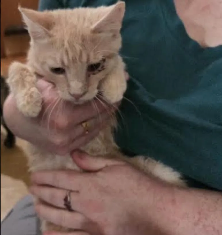 Custard thumbnail 2