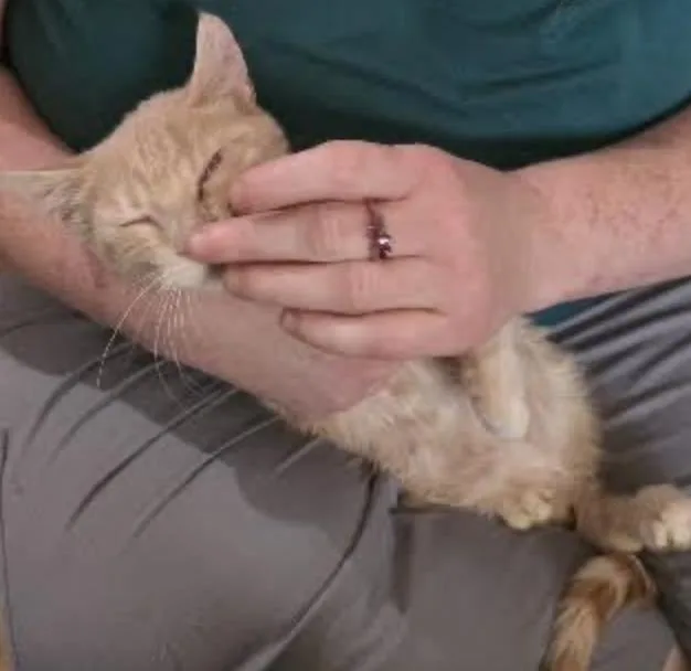 Custard thumbnail 3
