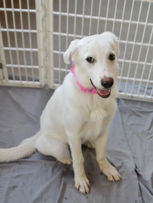 A baby large-sized female Great Pyrenees dog named Ivory for adoption in McKinney, TX