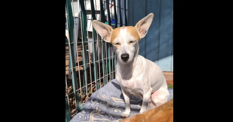 Sweet Pea thumbnail 2