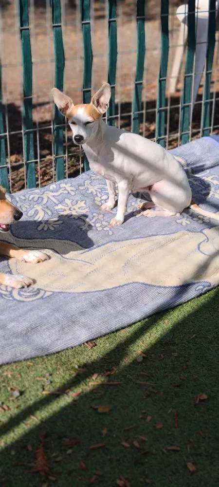 Sweet Pea thumbnail 4