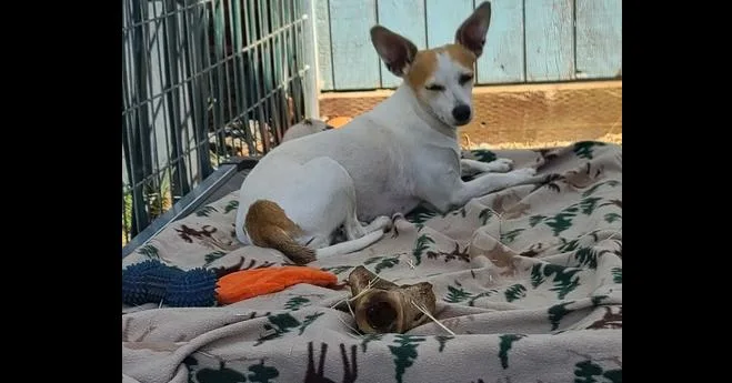 Sweet Pea thumbnail 5