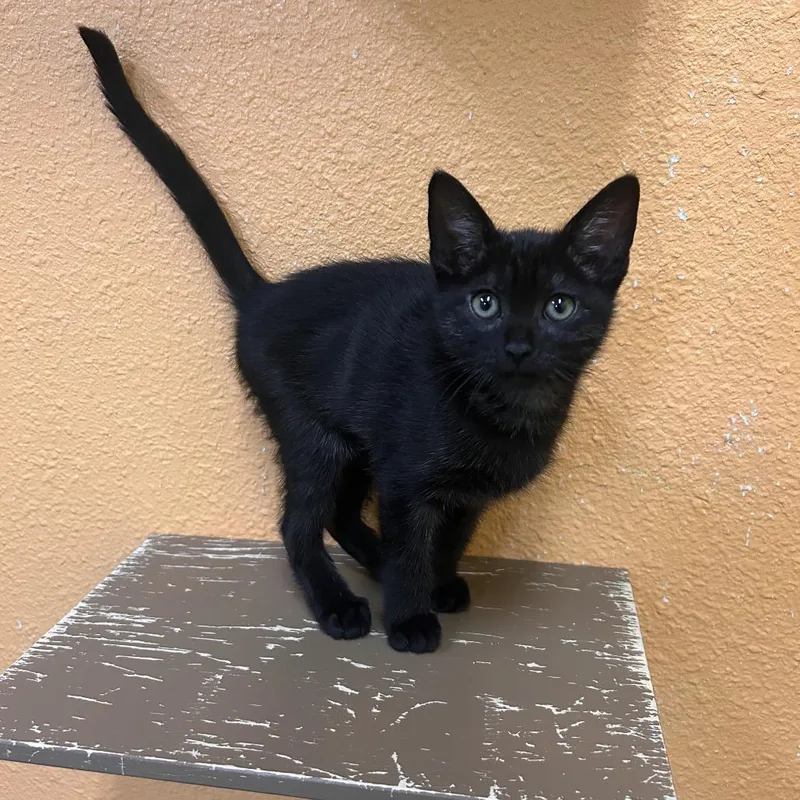 A baby small-sized female Black Domestic Short Hair cat named Phoebe for adoption in Fresno, CA