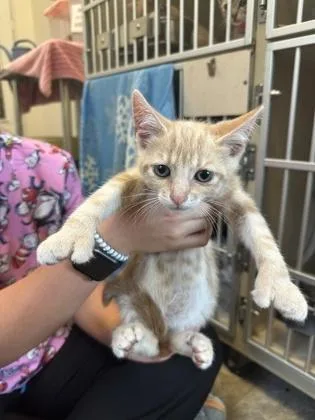 A young small-sized male Domestic Short Hair cat named Octopus for adoption in King William, VA