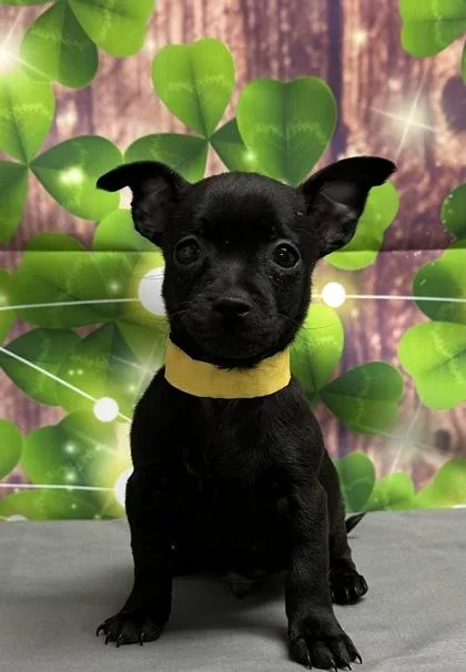 A young small-sized male Chihuahua dog named Jim for adoption in San Antonio, TX