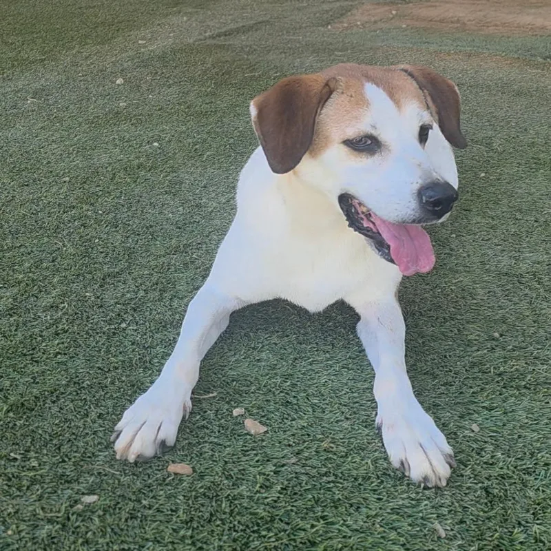 A senior small-sized female White / Cream Labrador Retriever dog named Roxanne for adoption in LOXAHATCHEE, FL