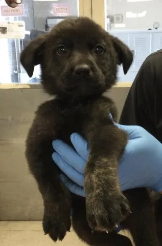 A young small-sized male German Shepherd Dog dog named A for adoption in Riverside, CA