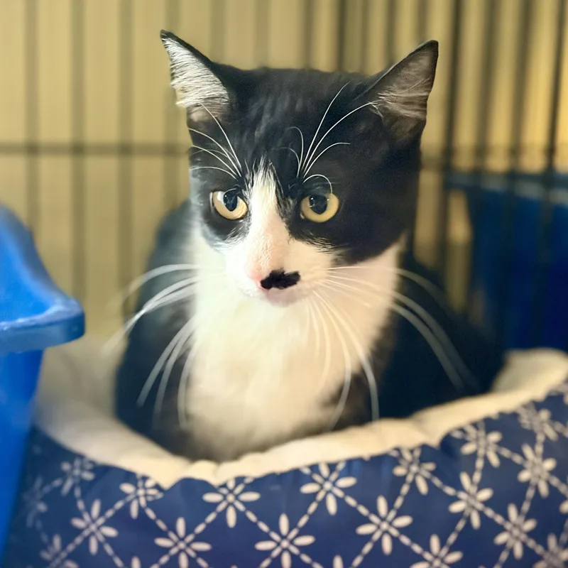 A young medium-sized male Black & White / Tuxedo Domestic Short Hair cat named Tang for adoption in Greensboro, NC
